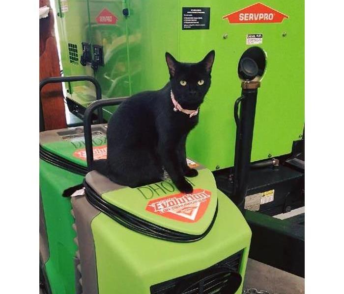 Black Cat on a Dehumidifier