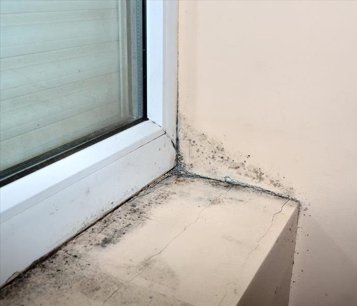 Image of mold growing in window frame of residential home.